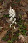 Foamflower